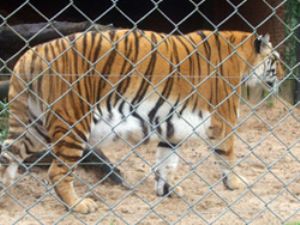 Passeio ao zoologico com as crianças do PREVIV Kids